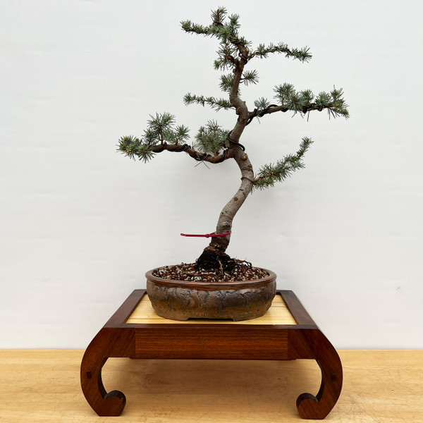 Style Blue Atlas Cedar in a Handmade Bruce Lenore Container #18692