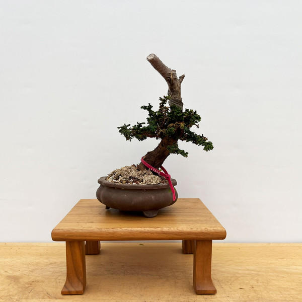 Old Sekka Hinoki Cypress with Aged Bark in Unglazed Yixing Ceramic Pot No. 17548