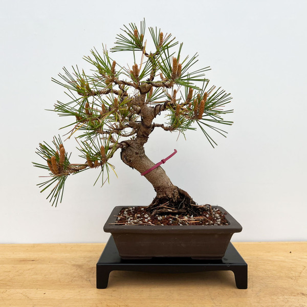 Japanese Red Pine Recently Styled in an Unglazed Ceramic Pot (No. 10414)