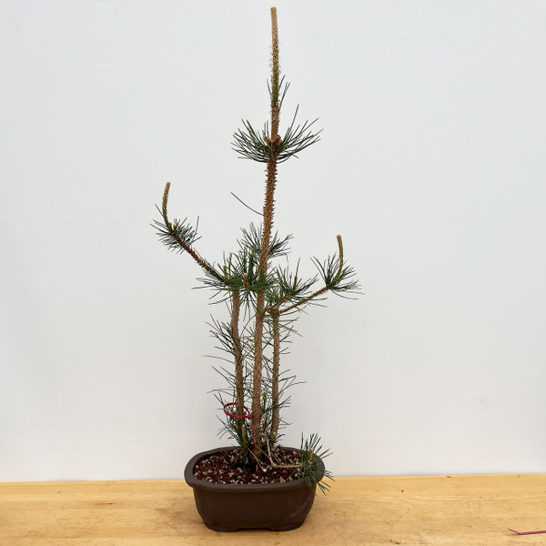 Clump Style Japanese Black Pine Seedling Cuttings (No. 17544)