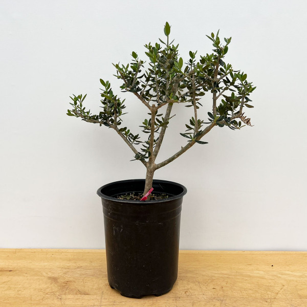 Pre-Bonsai European Olive In a Plastic Grow Pot (No. 18880)