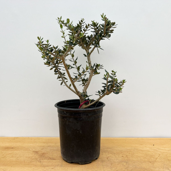 Starter Bonsai European Olive In a Plastic Grow Pot (No. 18857)