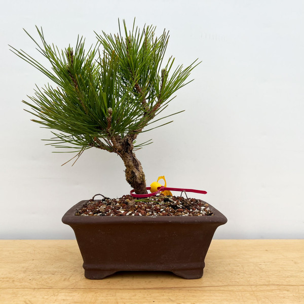 Cork Bark 'Nishiki' Japanese Black Pine In a Ceramic Bonsai Pot (No. 17335)