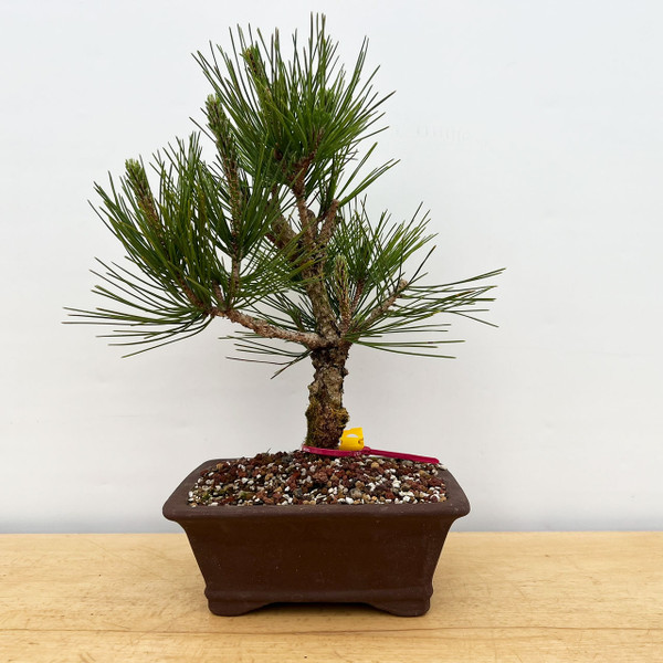 Cork Bark 'Nishiki' Japanese Black Pine In a Ceramic Bonsai Pot (No. 17226)