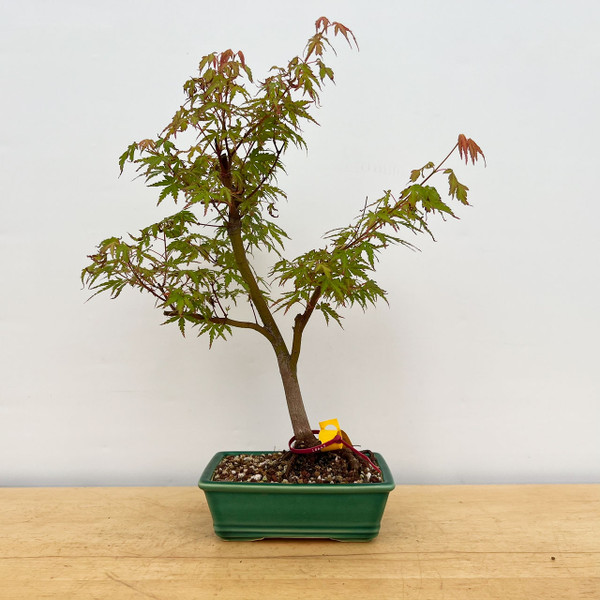 Non-Grafted Japanese Maple In a Glazed Yixing Ceramic Pot (No. 18645) 