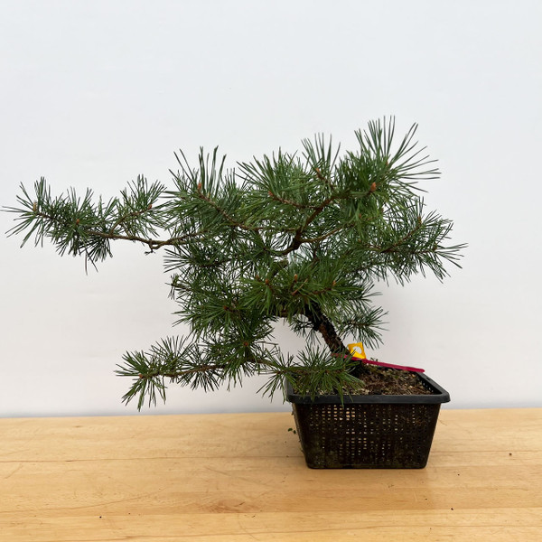 15+ seed grown Scots Pine in a colander grow pot (No. 17209)