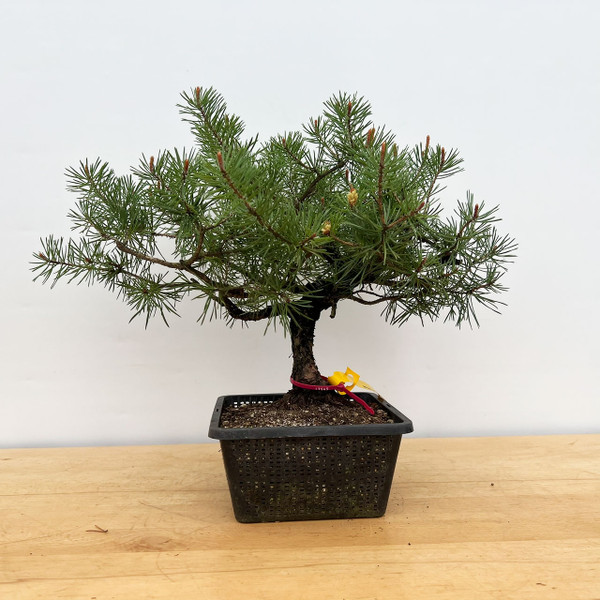15+ seed grown Scots Pine in a colander grow pot (No. 17565)