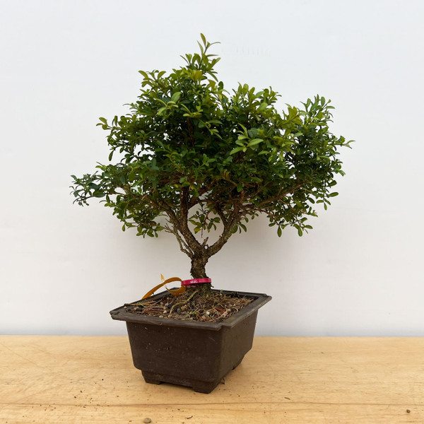 20+ Year Old Kingsville Boxwood in 6" Grow Pot No. 17109