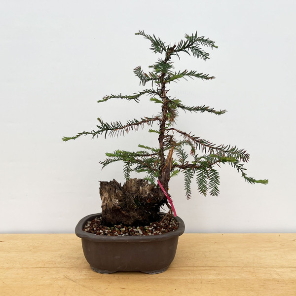 Collected Coastal Redwood Tree Repotted into a Ceramic Pot (No. 18895)