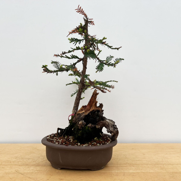 Collected Coastal Redwood Tree Repotted into a Ceramic Pot (No. 18979)