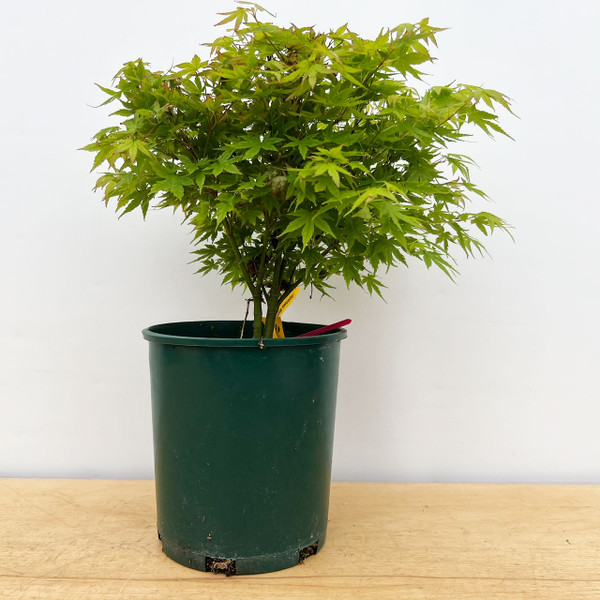 Non-Grafted Acer palmatum 'Kashima' Dwarf Japanese Maple in Grow Pot (No. 17242) 