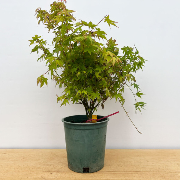 Non-Grafted Acer palmatum 'Kashima' Dwarf Japanese Maple in Grow Pot (No. 17225) 