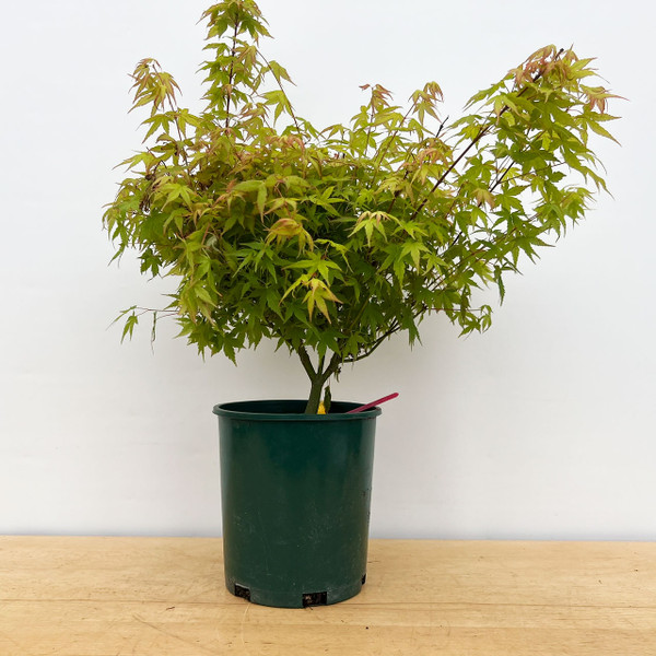 Non-Grafted Acer palmatum 'Kashima' Dwarf Japanese Maple in Grow Pot (No. 17208) 