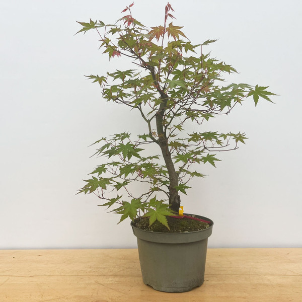 15+ yr Old Non-Grafted Seed Grown Japanese Maple In a grow Pot (No. 17222) 