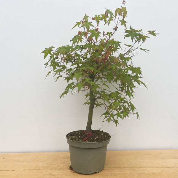 15+ yr Old Non-Grafted Seed Grown Japanese Maple In a grow Pot (No. 17234) 