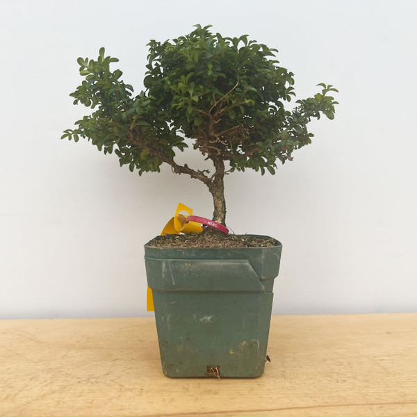 15+ Year Old Kingsville Boxwood in 4" Grow Pot No. 17283
