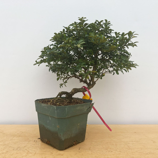 15+ Year Old Kingsville Boxwood in 4" Grow Pot No. 17384