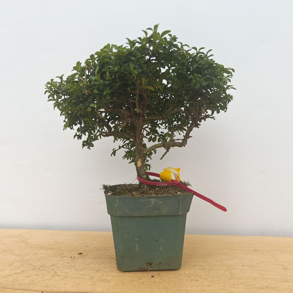 15+ Year Old Kingsville Boxwood in 4" Grow Pot No. 17306