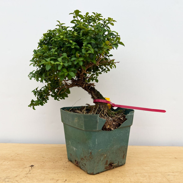 15+ Year Old Kingsville Boxwood in 4" Grow Pot No. 17921