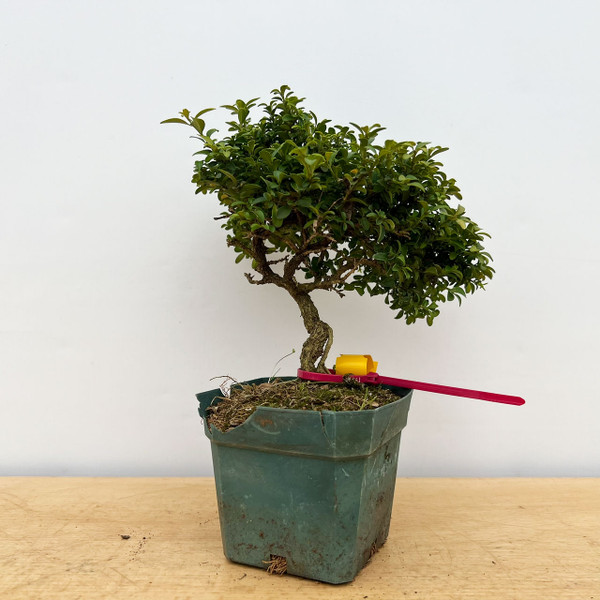 15+ Year Old Kingsville Boxwood in 4" Grow Pot No. 17561