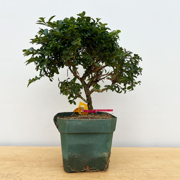15+ Year Old Kingsville Boxwood in 4" Grow Pot No. 17309