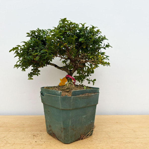 15+ Year Old Kingsville Boxwood in 4" Grow Pot No. 17755