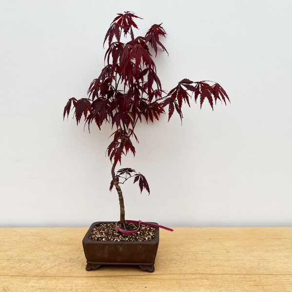 Non-Grafted Red Leaf Japanese Maple In a Ceramic Pot (No. 10721) 