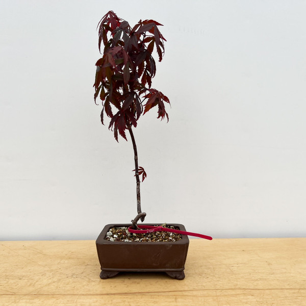 Non-Grafted Red Leaf Japanese Maple In a Ceramic Pot (No. 17387) 