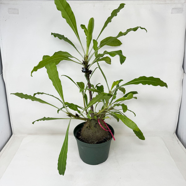 Wicked Cool Large Ant Plant  to compliment your bonsai tree.  No. 16049