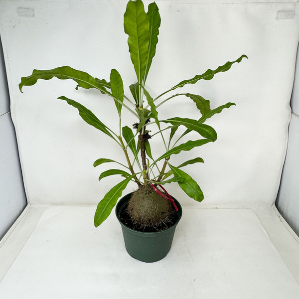 Wicked Cool Large Ant Plant  to compliment your bonsai tree.  No. 16035