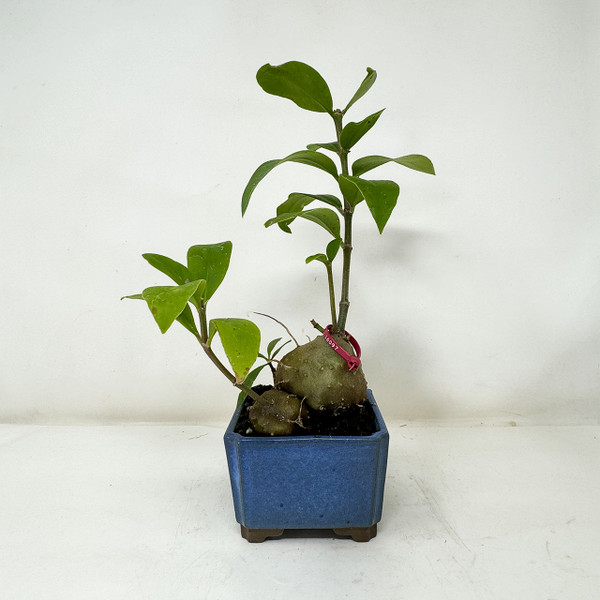 Accent plant Hydnophytum formicarum - Ant Plant - in a Japanese Ceramic Pot No. 16097