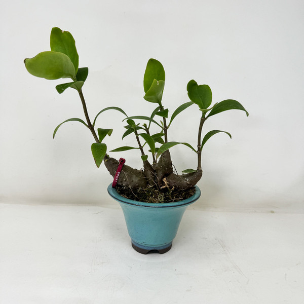 4-pcs Accent plant Hydnophytum formicarum - Ant Plant - in a Japanese Ceramic Pot No. 16066