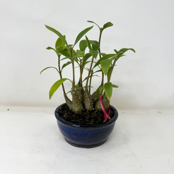 5-pcs Accent plant Hydnophytum formicarum - Ant Plant - in a Japanese Ceramic Pot No. 16029