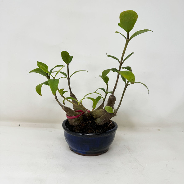 6-pcs Accent plant Hydnophytum formicarum - Ant Plant - in a Japanese Ceramic Pot No. 16700