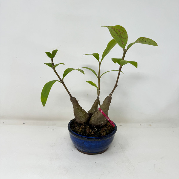 3-pcs Accent plant Hydnophytum formicarum - Ant Plant - in a Japanese Ceramic Pot No. 16059