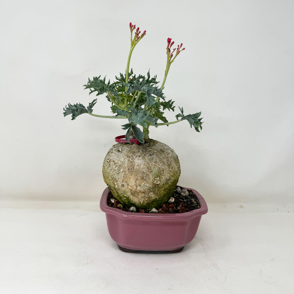 Somewhat Rare Flowering Jatropha cathartica in a  Japanese Ceramic Pot No. 16055