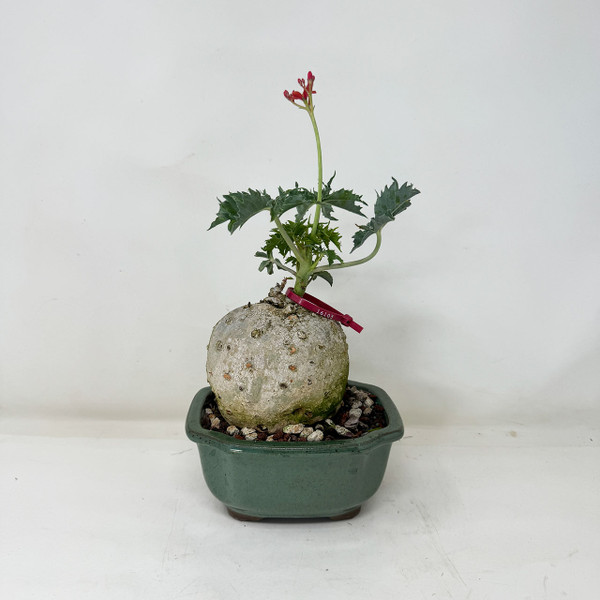 Somewhat Rare Flowering Jatropha cathartica in a  Japanese Ceramic Pot No. 16103