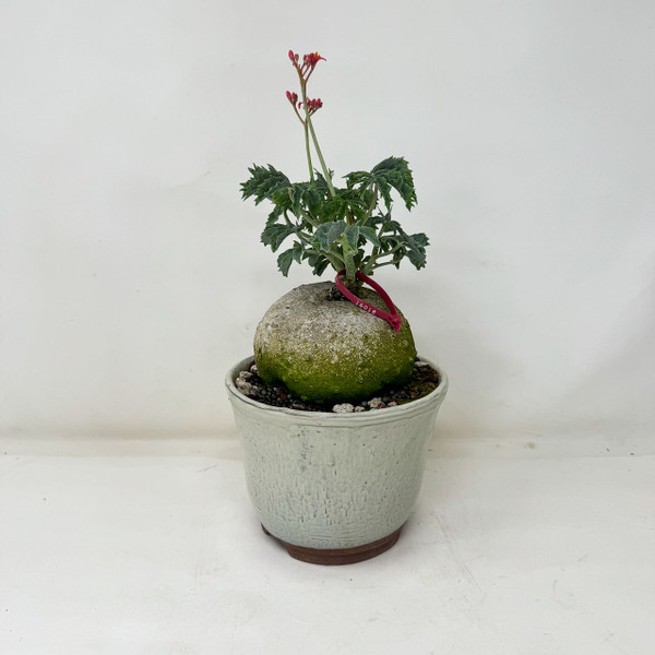 Somewhat Rare Flowering Jatropha cathartica in a  Japanese Ceramic Pot No. 16018