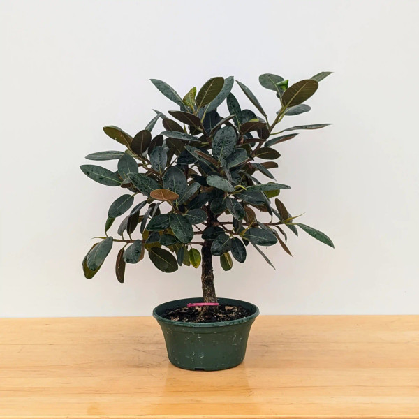 Pre-Bonsai Rusty Fig in a Grow Pot (No. 16646)