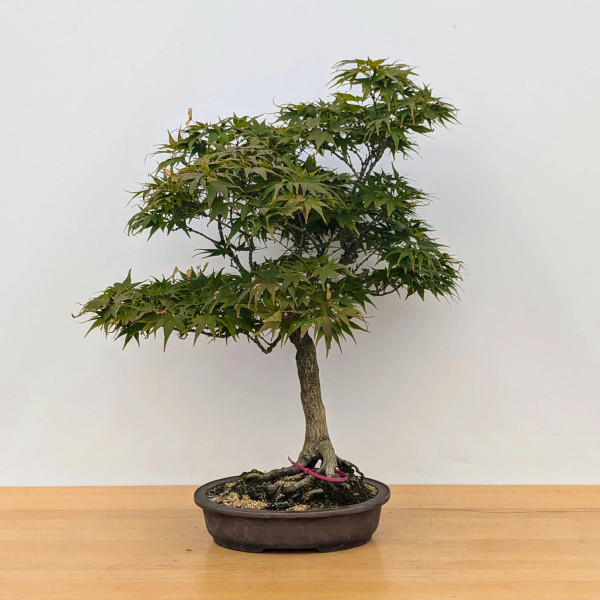 Japanese Maple in a Unglazed Ceramic Pot (No. 17139)