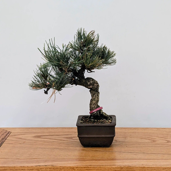 Imported Japanese White Pine "Five Needle"