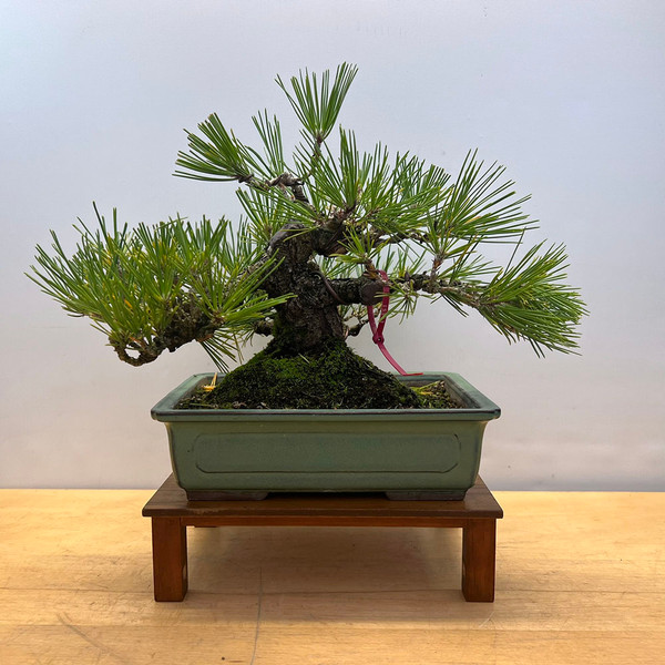 35 Year Old Pot Grown Japanese Black Pine in a Ceramic Pot (No. 15393)