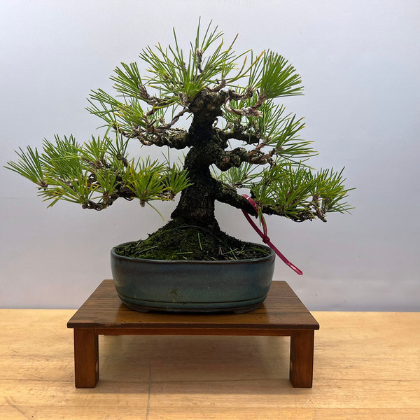 35 Year Old Pot Grown Japanese Black Pine in a Ceramic Pot (No. 15653)