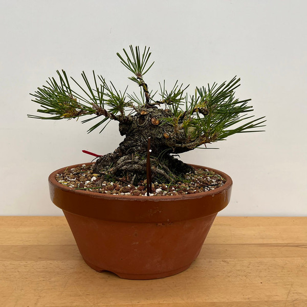 20+ Year Old Gerald Rainville, SEED GROWN, Japanese Black Pine in a Tokoname Grow Pot (No. 15323)
