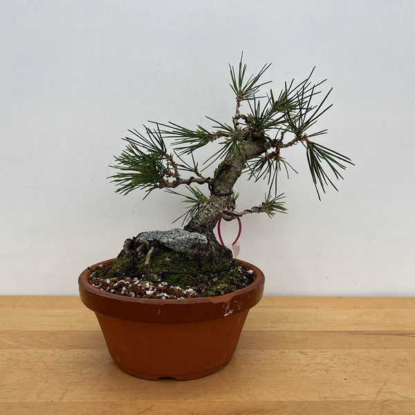 20+ Year Old Root-Over-Rock Gerald Rainville, SEED GROWN, Japanese Black Pine in a Tokoname Grow Pot (No. 15392)