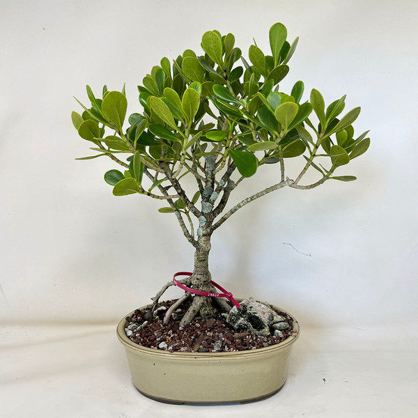 Flowering Tropical Dwarf Apple Bonsai Tree (clusia rosea). (TWEB19822) 