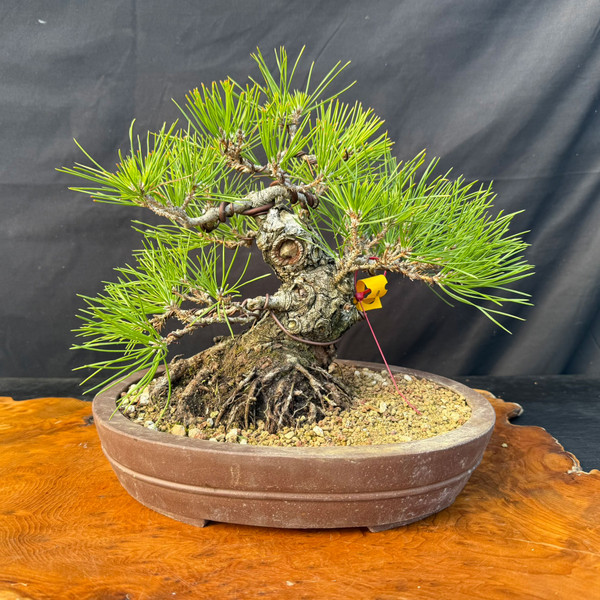 Seed-Grown Japanese Black Pine Bonsai with Powerful Trunk Character (One-Of-A-Kind)
