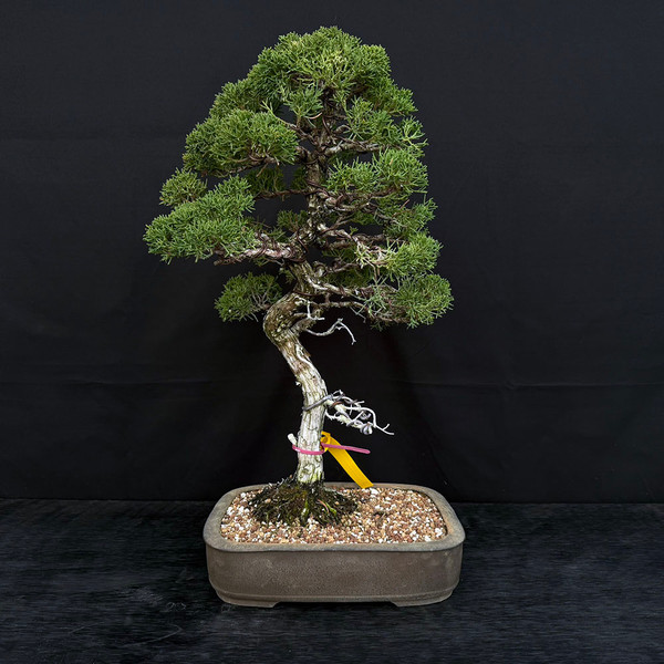 Old "ishi" Kishu Shimpaku Juniper in a n Old Tokoname Ceramic Pot (No. 17776)
