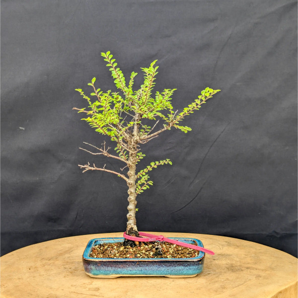 Seiju Elm Bonsai in Vintage Ceramic Pot – Limited Edition (Only 10 Available!) No. 14221