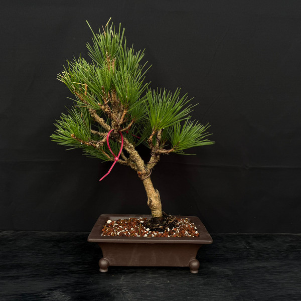 Cork Bark 'Nishiki' Japanese Black Pine in a yixing Ceramic Pot No. 14042